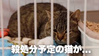 【ギリギリ】このままでは危なかった...保健所にいた4兄弟の猫たちの向かう運命....【救出】