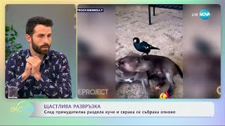 Щастлива развръзка - след принудителна раздяла куче и сврака се събраха - „На кафе“ (17.04.2024)