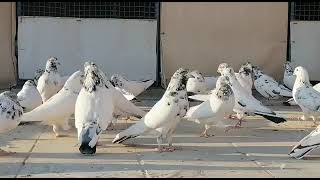 کبوتر کله برنجی اصیل ایرانیiranian hight flayer pigeons