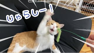 超高速猫じゃらし【猫動画】