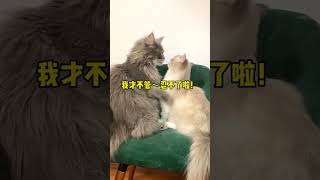 被猫嘲讽是什么感觉？#缅因猫 #霸总小福