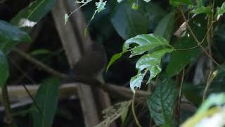 Mangrove Whistler, Pachycephala c. cinerea, Andamans, India, 3 Jan 2025