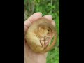 hazel dormouse