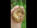 hazel dormouse