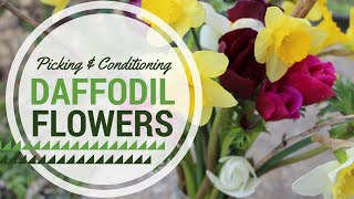 How to Use Daffodils (Narcissus) as a Cut Flower - Conditioning Tutorial