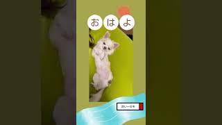 #おはよう #shorts とっても短い動画です #わんこ #癒し動画