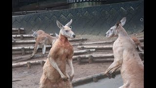 熱き闘い！アカカンガルー(多摩動物公園)