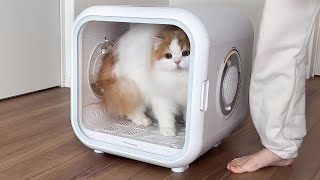 長毛猫を最新ドライヤーハウスで乾かしてみたらこうなりましたw