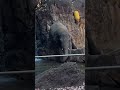 【アジア象】寒く無いのかな？水に入るアルン君　 アルン　 上野動物園 elephant shorts