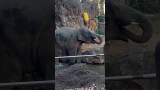 【アジア象】寒く無いのかな？水に入るアルン君　#アルン　#上野動物園  #elephant  #shorts