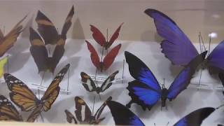 My Final Project - The Evolution Store!