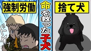 【感動実話】多くの日本兵の命を守った捨て犬…忠犬クロの物語…【漫画動画】