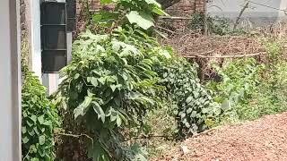 মৃদু বাতাসে গাছের পাতা গুলো নাড়াচাড়া করছে। #shortvideos #new #বাতাস #গাছ #পাতা