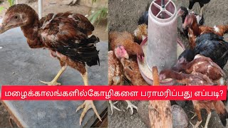 மழைக்காலங்களில் கோழிகள் பராமரிப்பு முறை 💥🦃🐓🐥🐤🐔🦮💫🏡