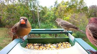 2024-11-03 Female Cardinals