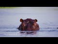 travel documentary. okavango still mobile boat safari botswana