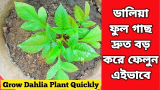 ডালিয়া ফুল গাছ দ্রুত বড় করে ফেলুন এইভাবে Grow Dahlia Plant Quickly