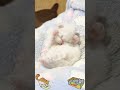 awww so cute cat and kittens 😺🧡 cat shorts cute funnyvideo funnyshorts kitten cutecat meaow