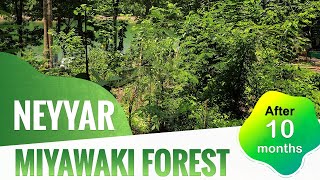 Fast Growing Miyawaki Forest at Neyyar | After 10 Months | Thiruvananthapuram, Kerala