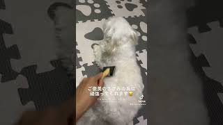 #shorts A dog that is good at brushing 🐶 [Maltese]