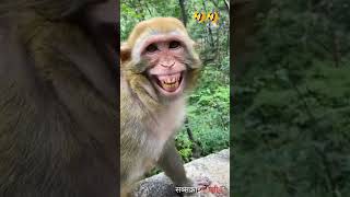 Comedy Status 🤣|| Funny Status 🤣||Comedy Video || Funny Video || Monkey Funny Video ❤️|| #shorts 🤣😸