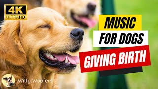 Relaxing Music for Dogs Giving Birth 🎵 Witty Woofers Calm Tunes