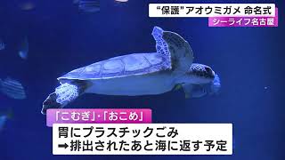 レゴランドに併設の水族館『シーライフ名古屋』保護したウミガメ2頭は“こむぎ・おこめ”に「元気に育って」