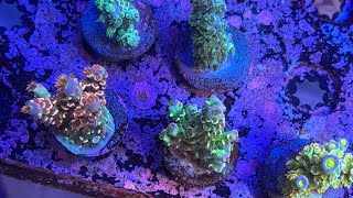 Massive $6K TCK Coral Haul | Rare and Exotic Corals Unboxed!