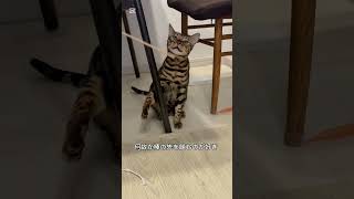 小刻みな顔の動き #ベンガル #ねこ #ねこのいる生活 #ねこ動画