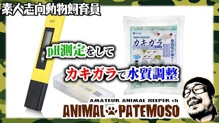 水槽のpHを測ってカキガラで調整してみた!!Excelvan PH測定器【金魚・Goldfish】 【メダカ・MEDAKA・Japanese rice fish・Killifish】