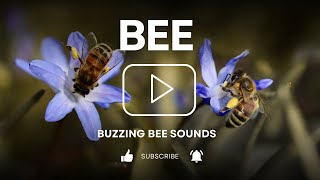 Get ready to be blown away by the most mesmerizing bee sounds ever recorded!