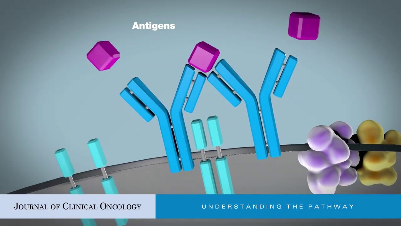 Targeting B-Cell Receptor Signaling For Anticancer Therapy - YouTube