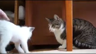 【保護子猫🐱】緊張するニャン！猫との初対面の結果は...❤️/First meeting with cat[Protective kitten]