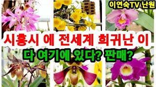 시흥시 에 전세계 원종 호접란\u0026서양란 다 여기서 판매?010 5121 5030