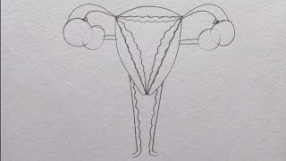 Draw Female Reproduction system with Scale ! #fineartsguruji #shorts