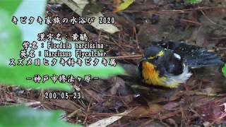 キビタキ家族の水浴び：黄鶲：Ficedula narcissina：Narcissus Flycatcher－神戸市修法ヶ原－2020 05 23