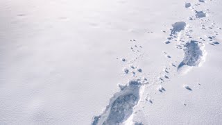 At least 10 dead from avalanches in Austria and Switzerland