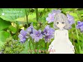 【花言葉】4月6日の誕生花は？／花白もか