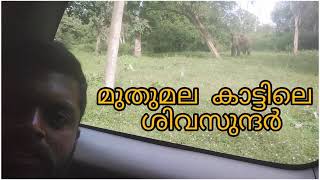 മുതുമല കാട്ടിൽ  ഒരു കൊമ്പനെ കണ്ടു... ഒരൊന്നൊന്നര മുതൽ ആയിരുന്നു അത്🔥