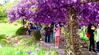 3月下旬·淡水紫藤園區，霸氣大爆開｜全台最大紫藤園區｜網住這一季紫瀑的浪漫💕！