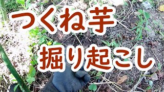 つくね芋、掘り起こしました。結果は？