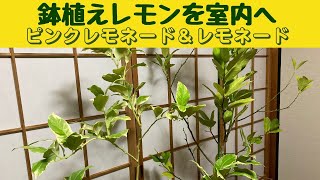 鉢植えレモンを室内に/ピンクレモネード・レモンとレモネード・レモンを冬越しの為に室内に入れました/１１月の追肥と水やりの様子です/