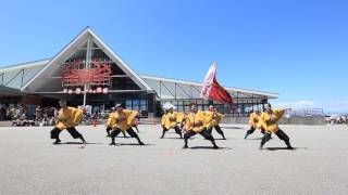 暁 2017 きっときとよさこい