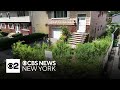 Village fines woman who replaced lawn with native plants