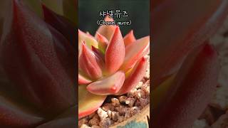 토다원분에 심겨진 샤넬뮤즈, 달달구리한 색감🍬🍭 #succulent