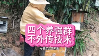 学会了这四个老师傅把弱群养成强群的技术，你也能成为养蜜蜂高手