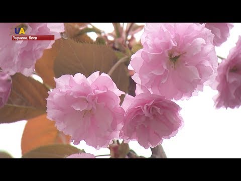 В Киеве отметили праздник цветения сакуры