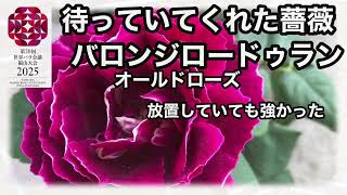 オールドローズ🌹のバロンジロードゥランは2年間、無農薬、無肥料、日当たり悪い発泡スチロールの中でしかも夏に月２回程度の水やりで生きていました。やっとスペースができたので放置バラを移植します。