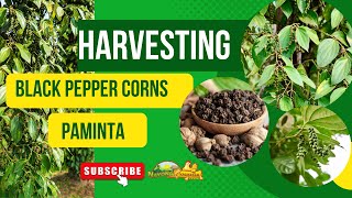 Mastering the Art of Harvesting Black Pepper Corns (Paminta) Expert Techniques and Tips