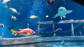 Beautiful Coral Reef Fish Relaxing Ocean Fish and Stunning Aquarium ASMR 1111